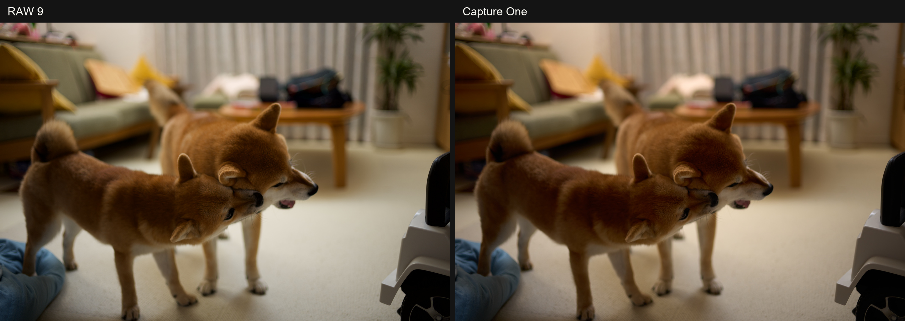 室内で遊ぶ柴犬の比較。左がRAW 9、右がCapture One