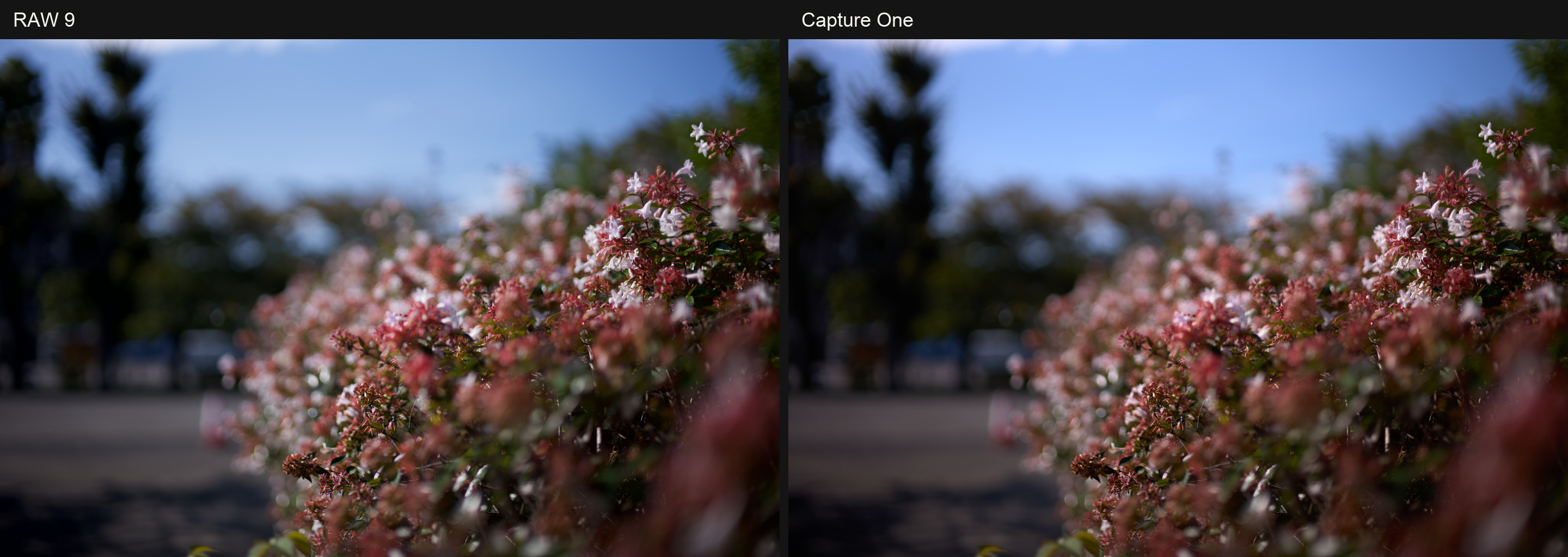 Leica M11で撮影した花と青空の比較。左がRAW 9、右がCapture Oneの現像結果