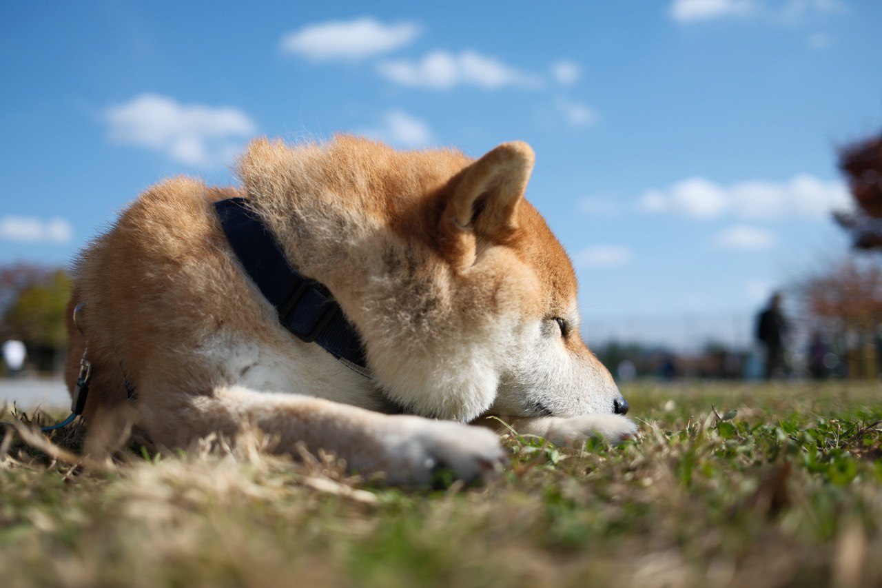 愛犬スナップ